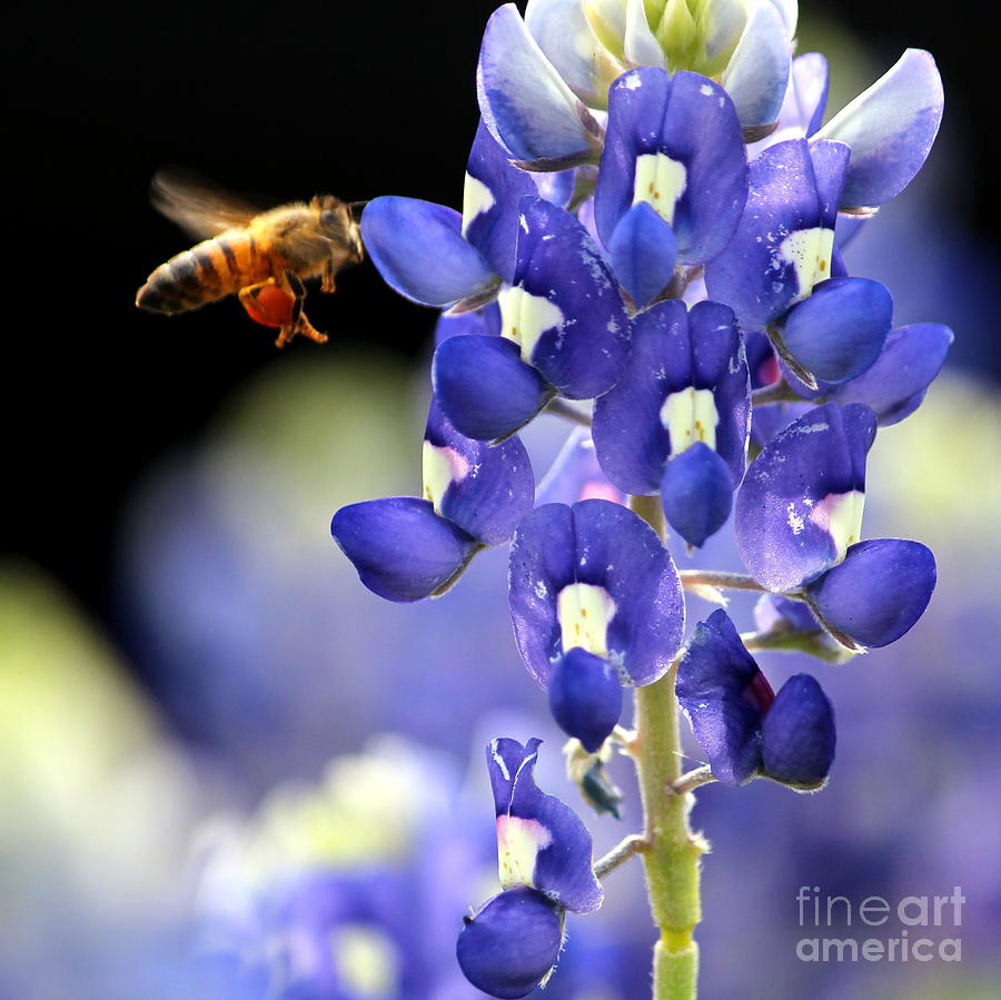 Bluebonnet Bee Photograph by Kim Yarbrough