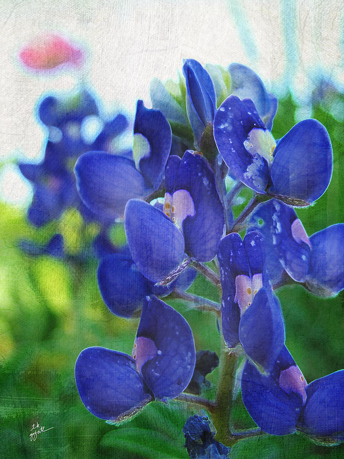 Bluebonnet Charmer Photograph by TK Goforth