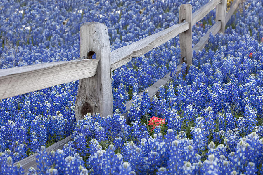 Texas Bluebonnet Images Photograph - Bluebonnet Fencepost in the Texas Hill Country by Rob Greebon