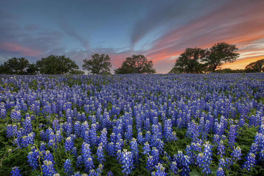 Texas Bluebonnets Photograph - Bluebonnet Field of Glory by Rob Greebon