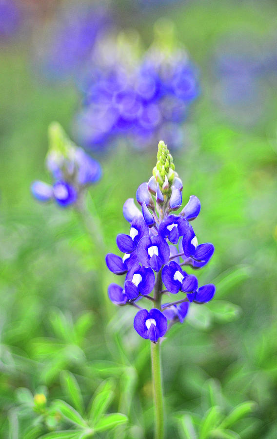 Bluebonnet Flower Photograph by Jeff R Clow