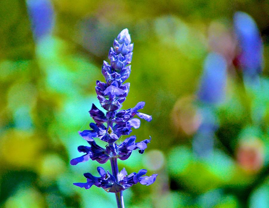 Bluebonnet Flower Photograph by Kristina Deane
