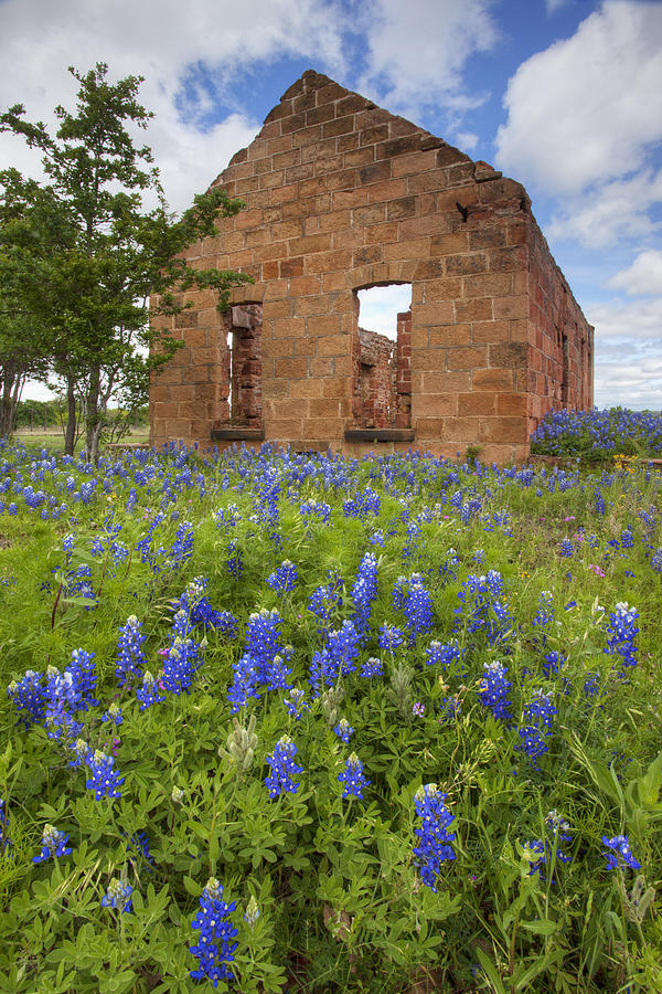 Bluebonnets Photograph - Bluebonnet Images  Texas Wildflowers on a Pontotoc Texas afte by Rob Greebon