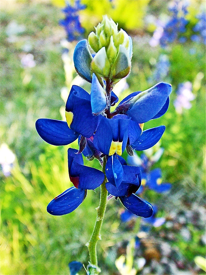 Bluebonnet in Chihuahuan Desert in Big Bend National Park-Texas Photograph by Ruth Hager
