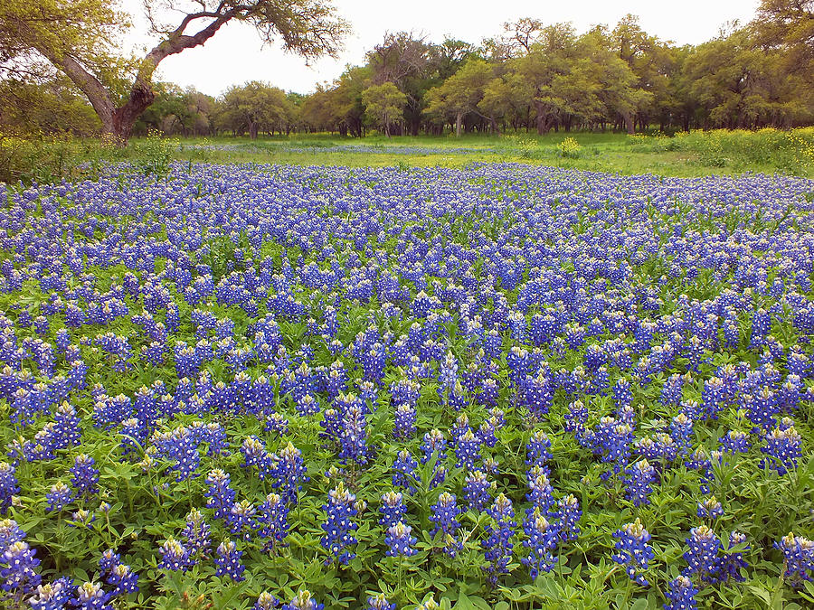 Texas Bluebonnets Photograph - Bluebonnet Pasture by Bill Morgenstern