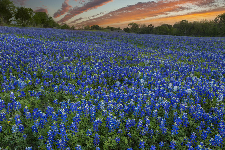 Bluebonnet Pictures - Sunset over a Bluebonnet Field Photograph by Rob ...