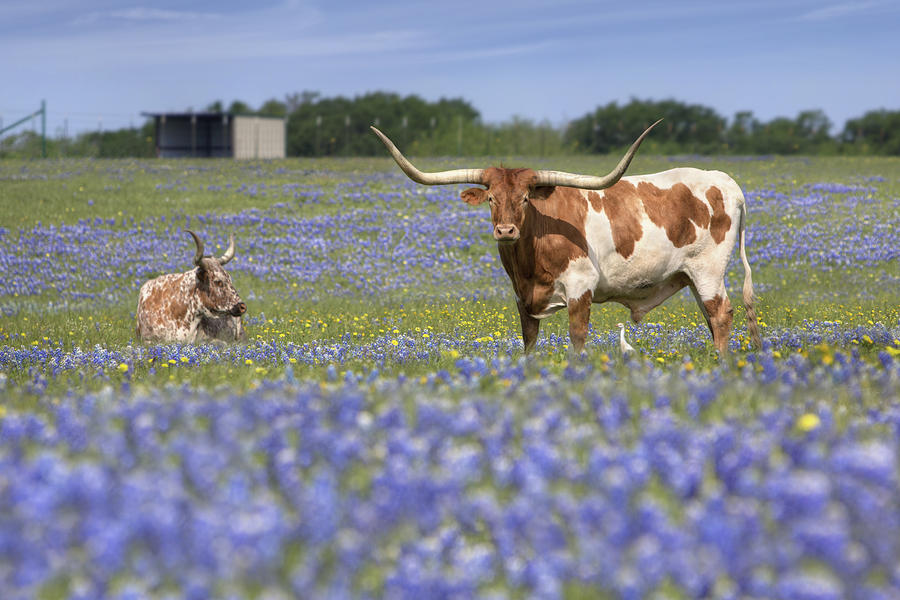 Texas Wildflowers Photograph - Bluebonnet Pictures - Longhorns in Bluebonnets 5 by Rob Greebon