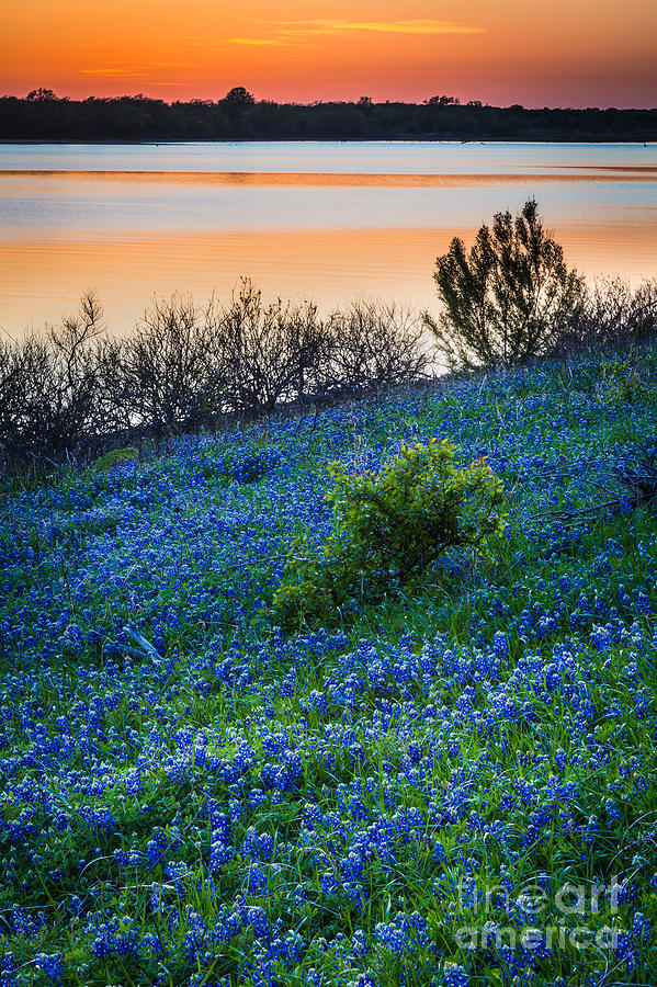 Dallas Photograph - Grapevine Lake Bluebonnets by Inge Johnsson