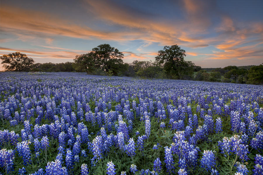 Bluebonnet Sunset One In The Texas Hill Country 1 Photograph By Rob Greebon