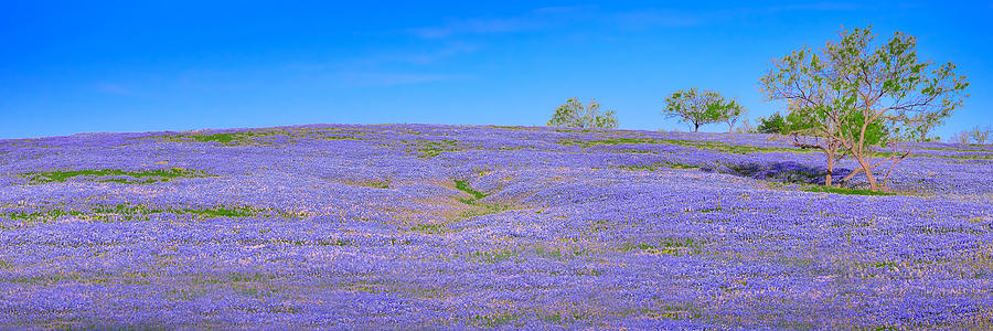 Bluebonnet Vista Texas  - Wildflowers landscape flowers  Photograph by Jon Holiday
