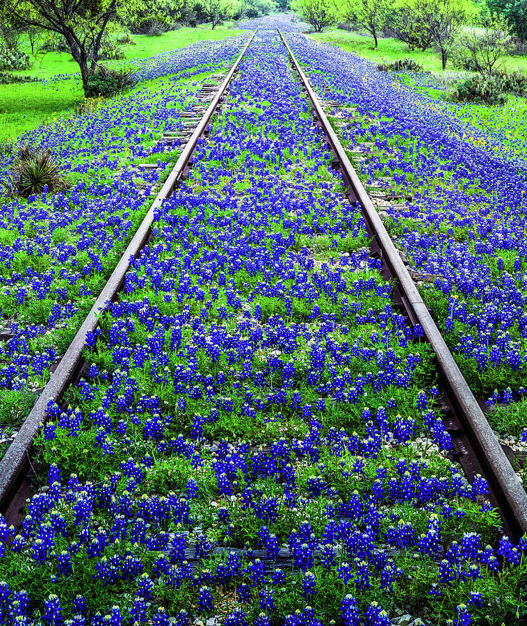 Bluebonnet Wildflowers And Old Railroad Photograph by Dszc