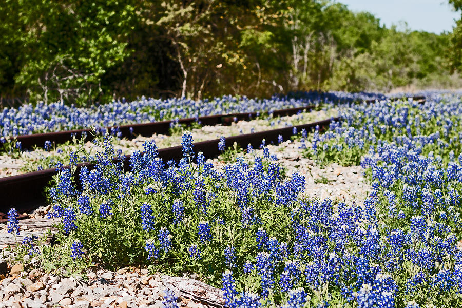 Bluebonnets Along the Railroad Tracks Photograph by Ronnie Prcin
