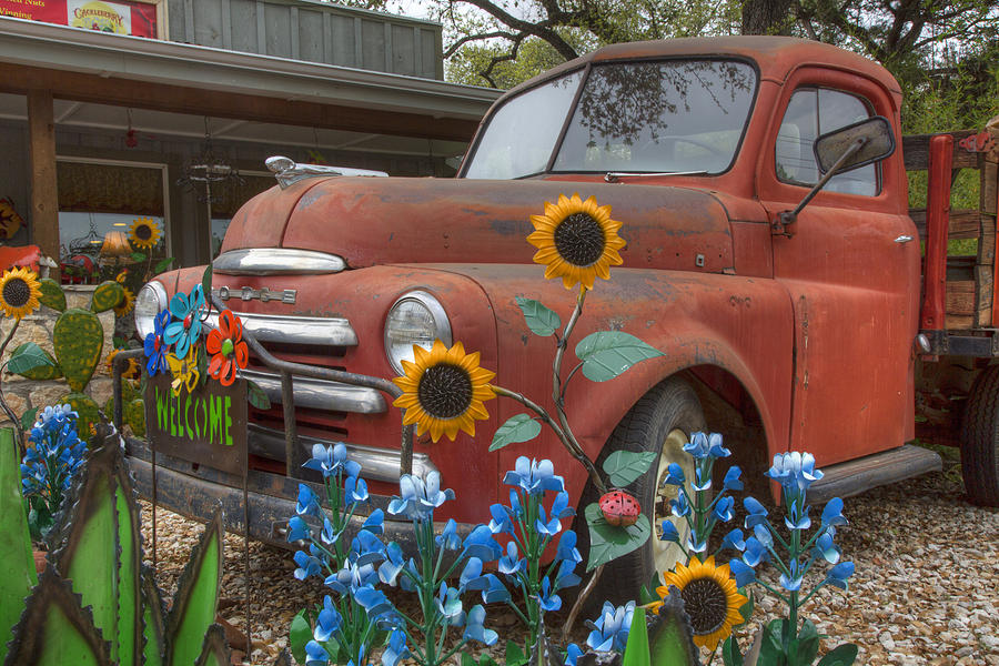 Bluebonnets Photograph - Bluebonnets and an Old Dodge Truck by Rob Greebon
