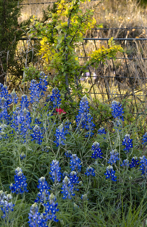 Bluebonnets and Barbed Wire Photograph by Debbie Karnes