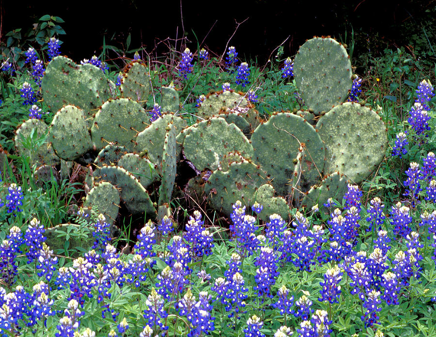 Bluebonnets and Cacti Photograph by Jim Smith - Fine Art America