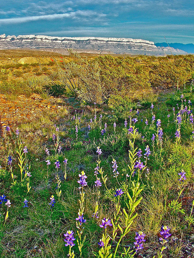 Bluebonnets and Creosote Bushes in Big Bend National Park-Texas Photograph by Ruth Hager