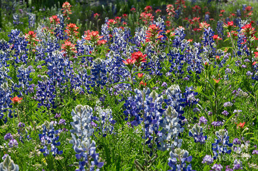 Bluebonnets and Indian Paintbrush Photograph by Cathy Alba