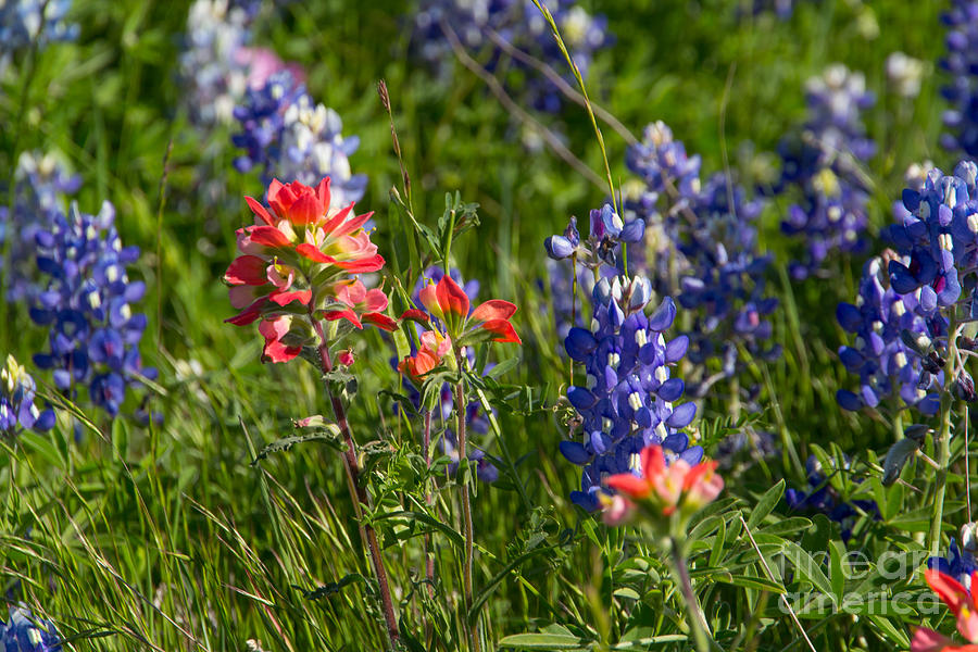 Bluebonnets and Indian Paintbrush Photograph by Jim McCain