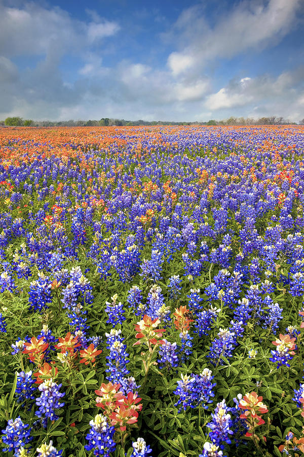 Indian Paintbrush Photograph - Bluebonnets and Indian Paintbrush on a Spring Texas Morning by Rob Greebon