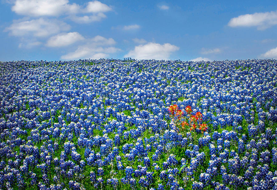 A Patch of Indian Paintbrushes Among the Bluebonnets Photograph by David and Carol Kelly