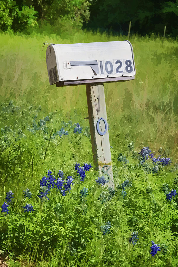 Flower Photograph - Bluebonnets and Mailbox by Joan Carroll