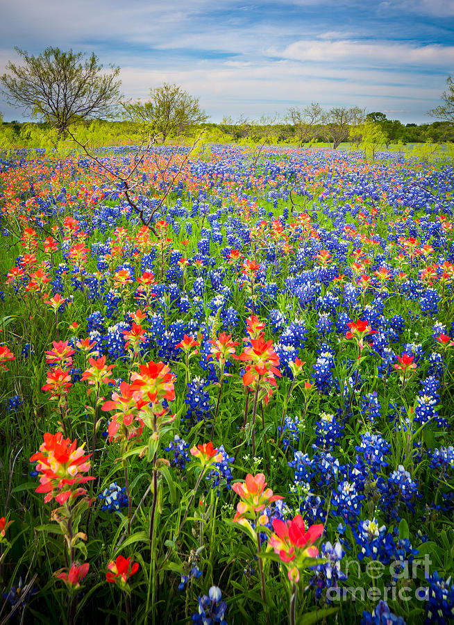 Bluebonnets and Prarie Fire Photograph by Inge Johnsson