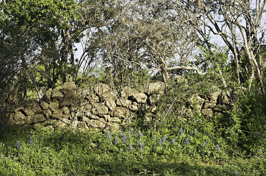 Bluebonnets  and rock wall Photograph by Alan Tonnesen