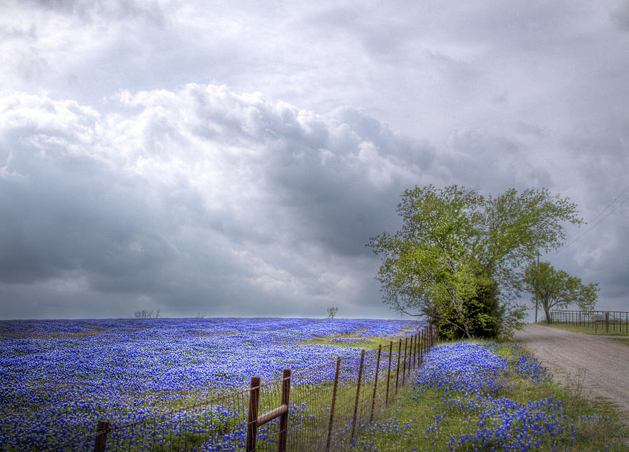 Spring Photograph - Bluebonnets and Spring Rain by David and Carol Kelly