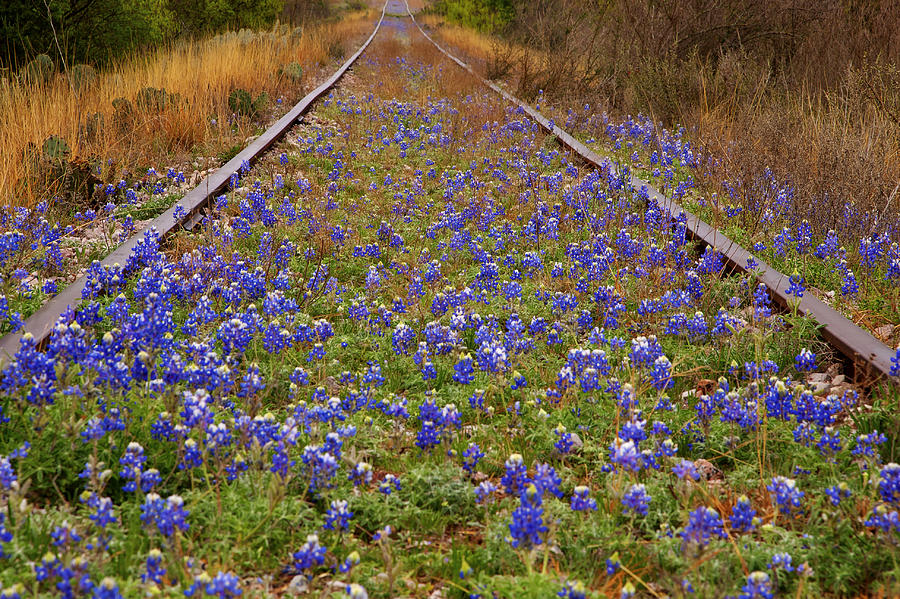 Spring Photograph - Bluebonnets and Train Tracks by Paul Huchton
