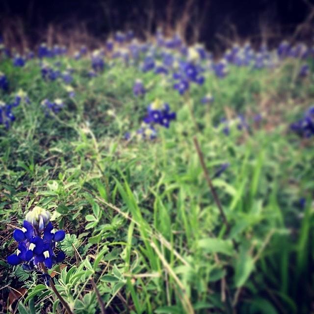 Bluebonnets Are Out! Photograph by Sheilah Behrens