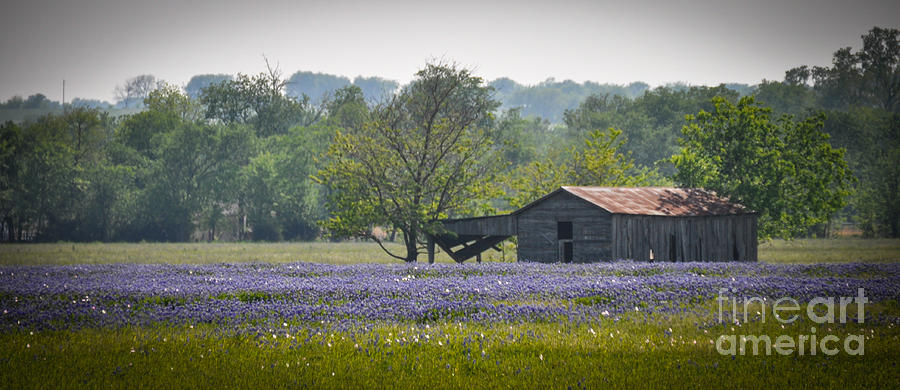 Bluebonnets by the Barn Photograph by Cheryl McClure