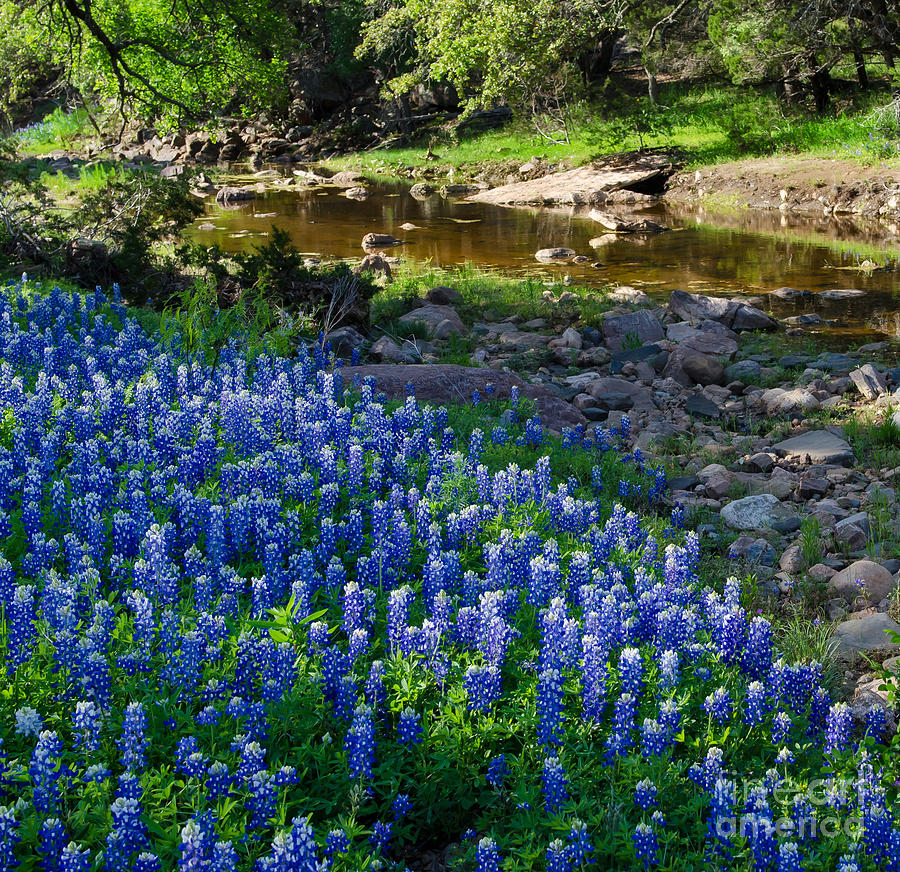 Bluebonnets by the stream Photograph by Cathy Alba