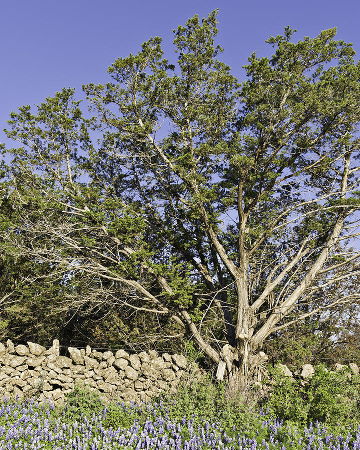 Bluebonnets - cedar and rock wall Photograph by Alan Tonnesen