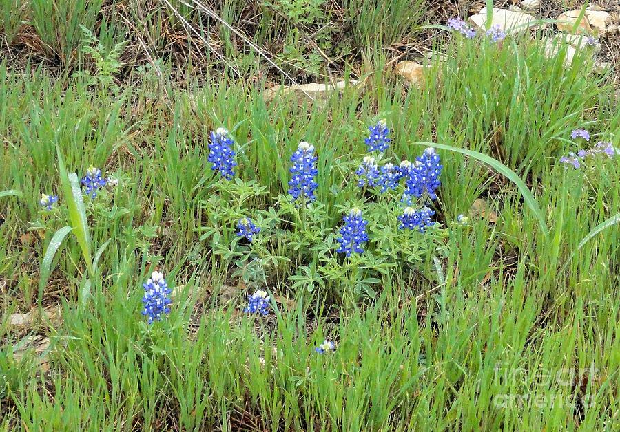 Texas State Flower-Bluebonnet Photograph by Janette Boyd