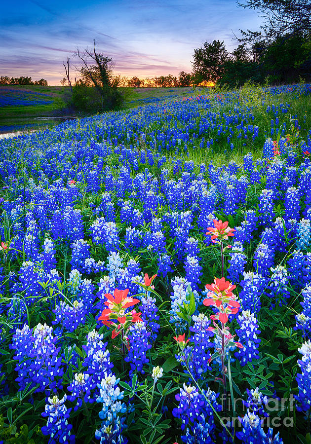 Bluebonnets Forever Photograph by Inge Johnsson