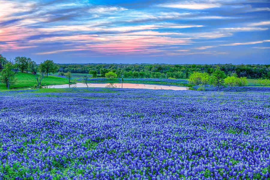 Bluebonnets Forever Photograph by Tom Weisbrook