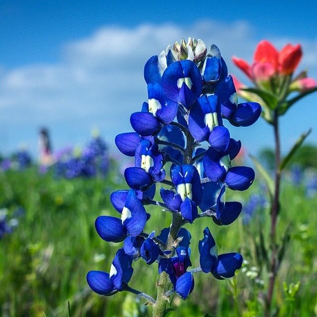 Spring Photograph - #bluebonnets In #ennis #texas by Robert Bellomy