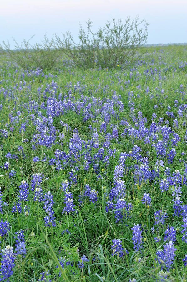 Bluebonnets In Texas Photograph by Aimintang
