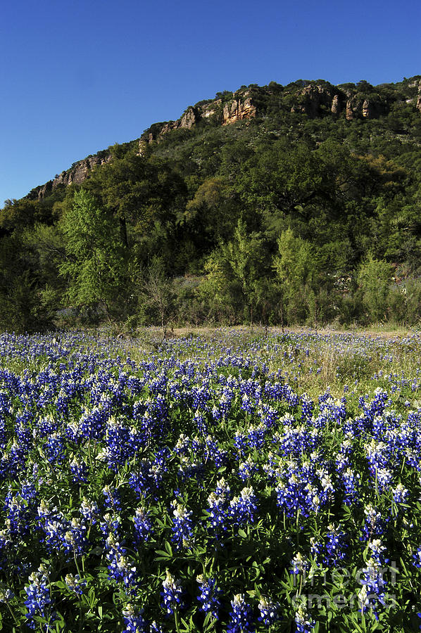 Bluebonnets In Texas Hill Country Photograph by Gregory G. Dimijian