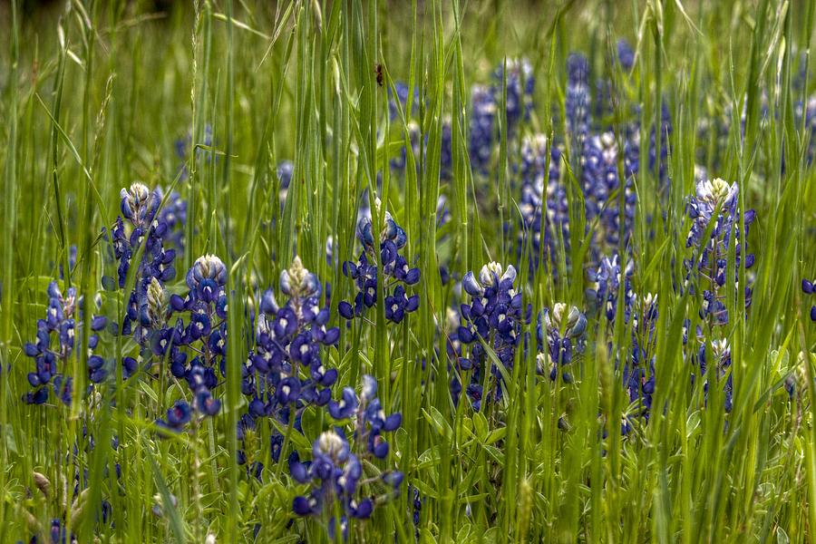 Bluebonnets in the Grass Digital Art by Linda Unger