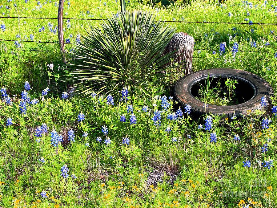 Bluebonnets In Tire Photograph by Linda Cox