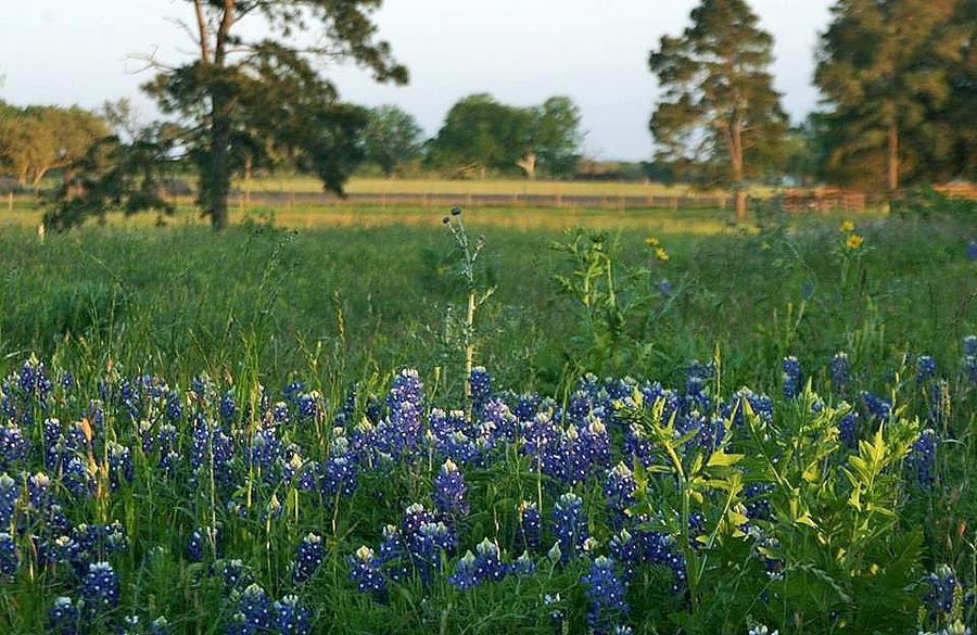 Bluebonnets  Thistles Live Oaks and Green Pastures Photograph by John Glass