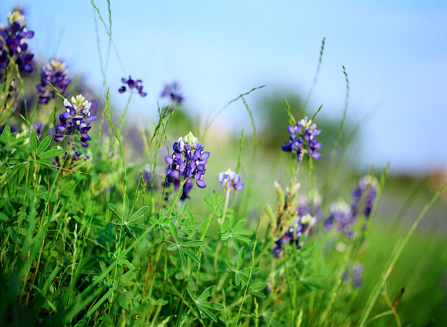 Flower Digital Art - Bluebonnets of Texas by Linda Unger