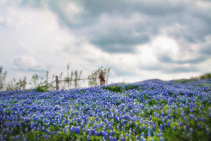 Bluebonnets on a Cloudy Day Photograph by David and Carol Kelly