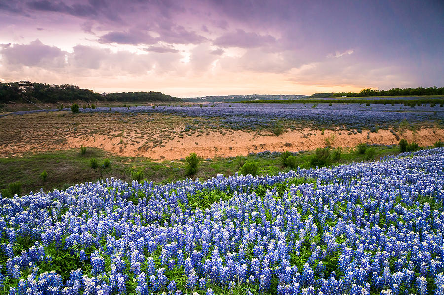 Bluebonnets on the Colorado River Bank - wildflower field in Texas Photograph by Ellie Teramoto