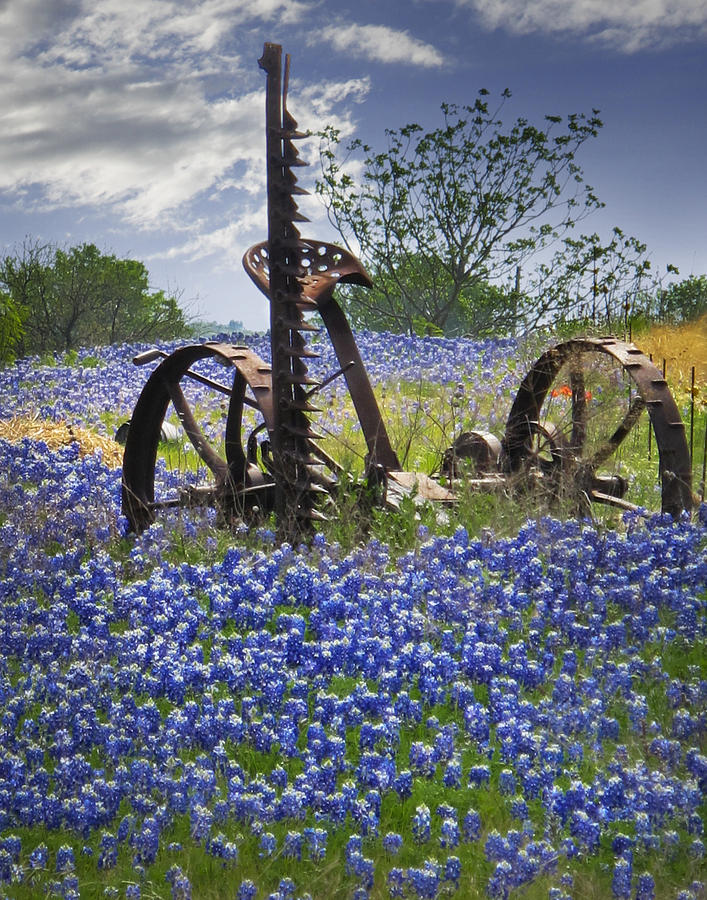 Bluebonnets on the Farm Photograph by David and Carol Kelly