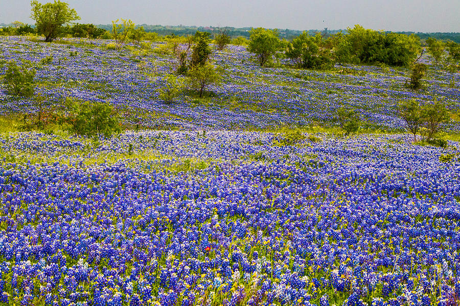 Bluebonnets Over Hill and Dale Photograph by Ronnie Prcin | Pixels