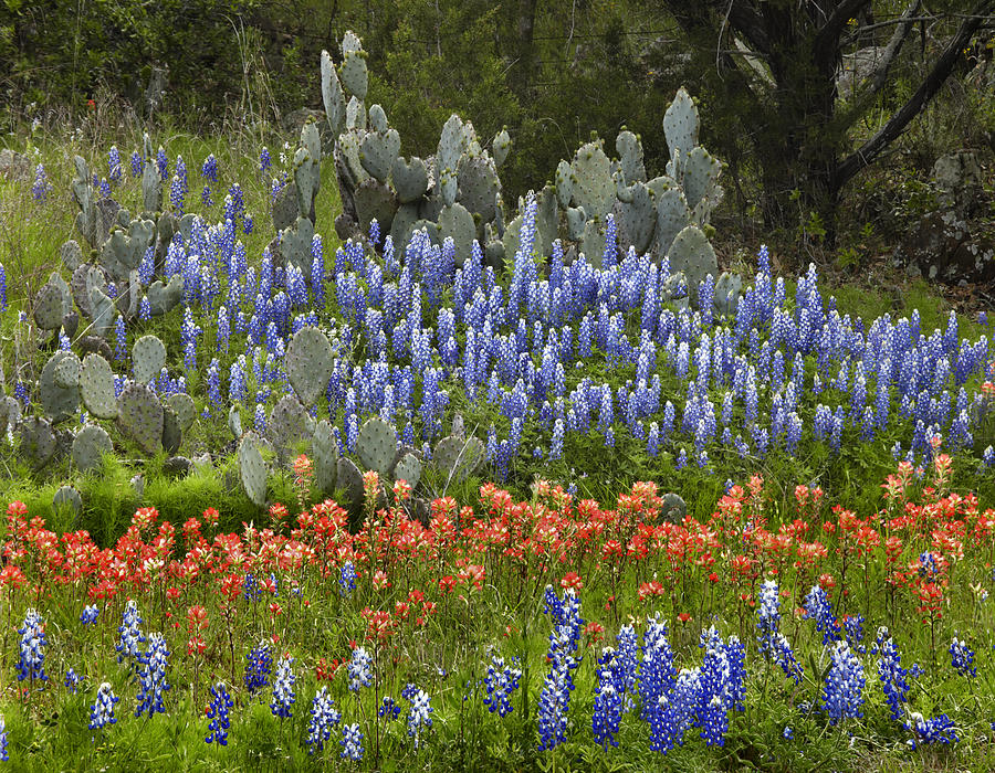 Flower Photograph - Bluebonnets Paintbrush and Prickly Pear by Tim Fitzharris