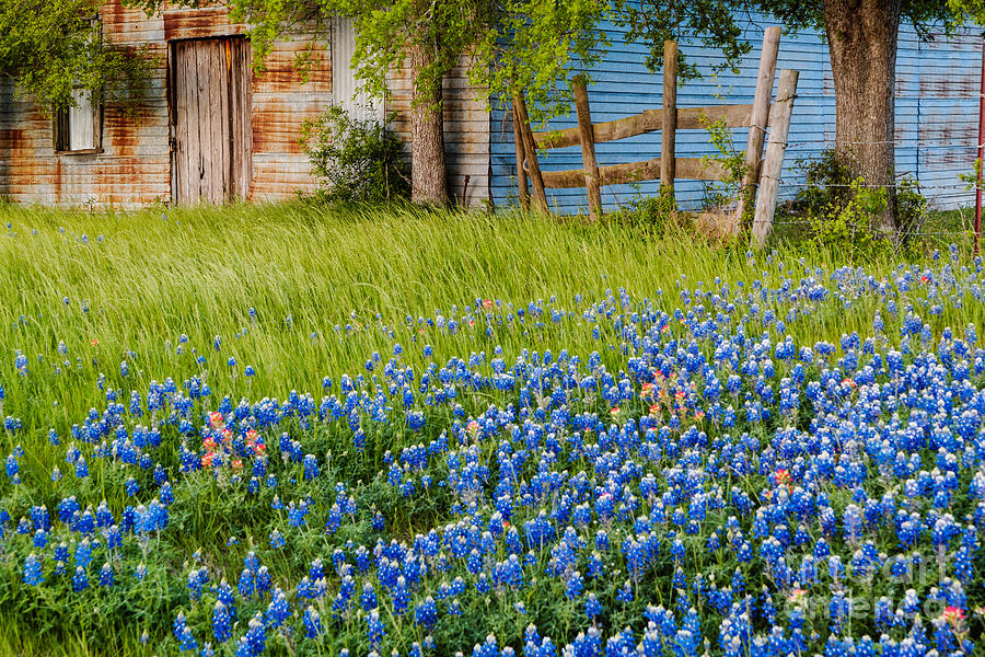 Bluebonnets swaying gently in the wind - Brenham Texas Photograph by Silvio Ligutti