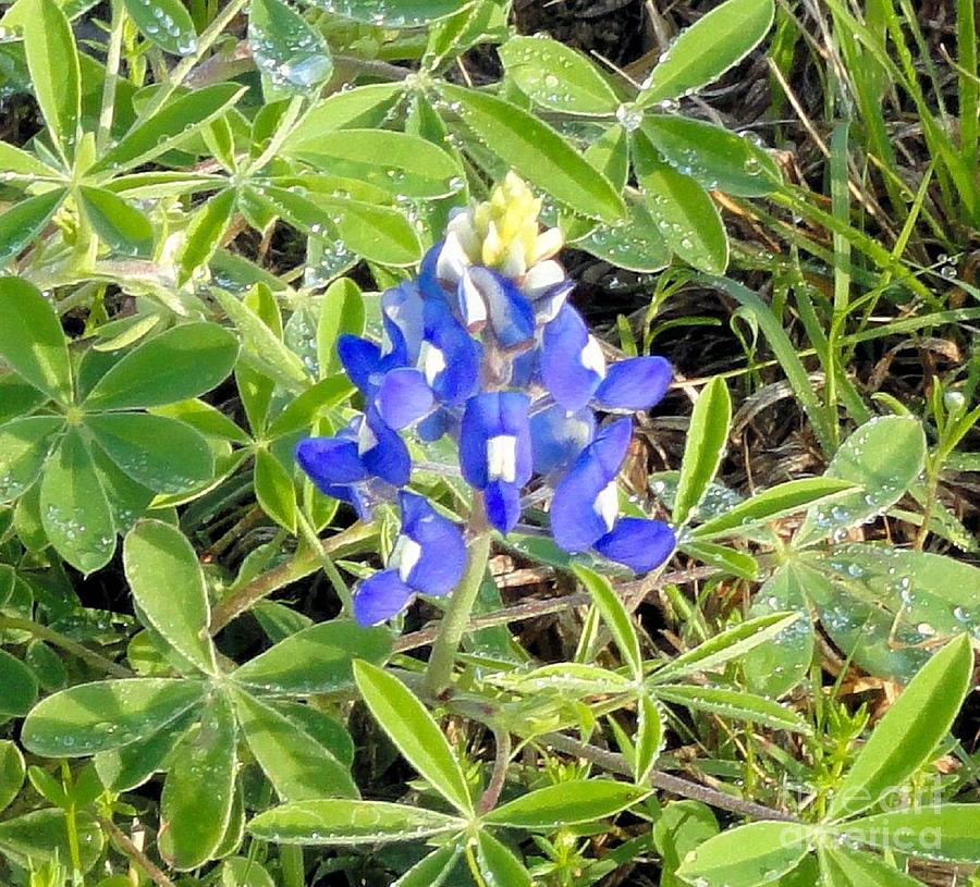 Bluebonnets with Dew Photograph by Janette Boyd